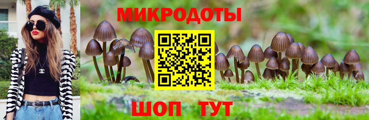 Галлюциногенные грибы Psilocybe Кинель